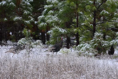 DSC_0835 (Large).JPG